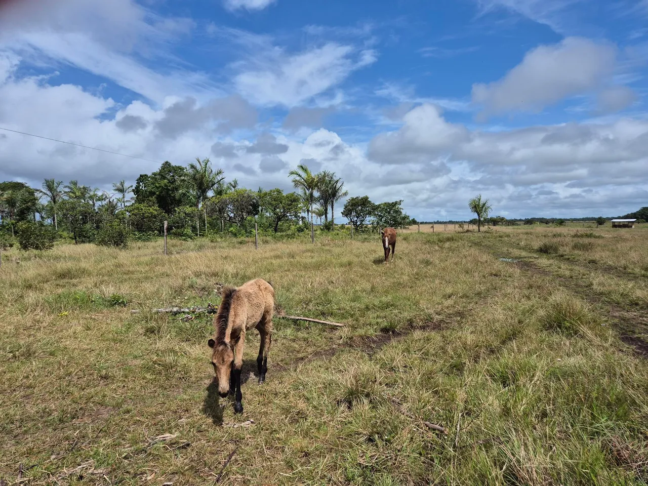 Égua e potra disponíveis para venda