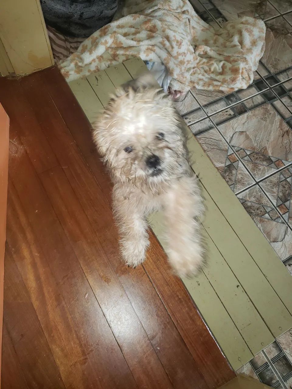 Filhote adorável Shih Tzu à procura de um lar