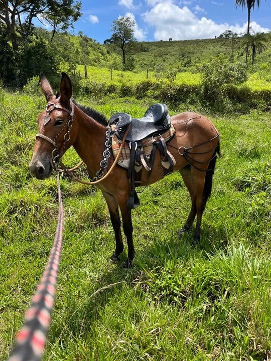 Burro extra para venda - Foto 2