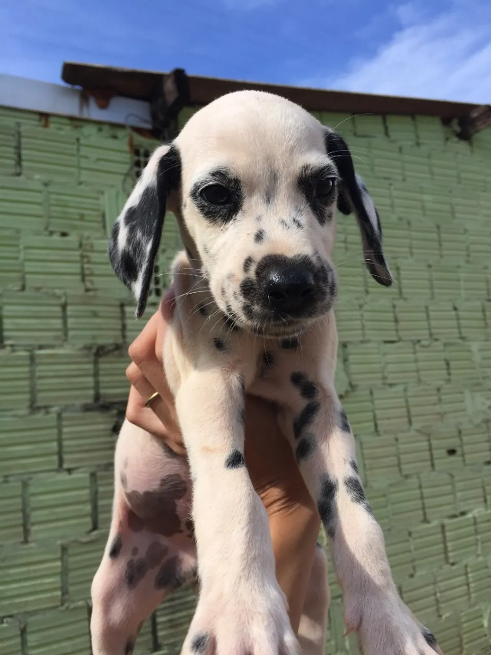 DALMATA 