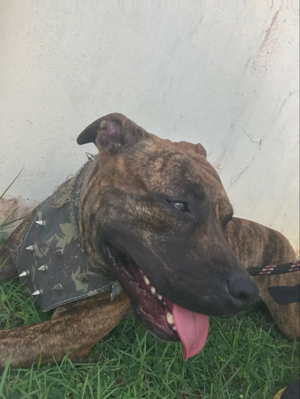 Pitbull Adulto - Doação Responsável - Lauro de Freitas/BA - Foto 5