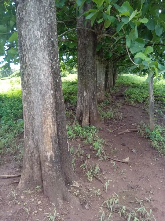 Árvores de grande porte para venda - Foto 2