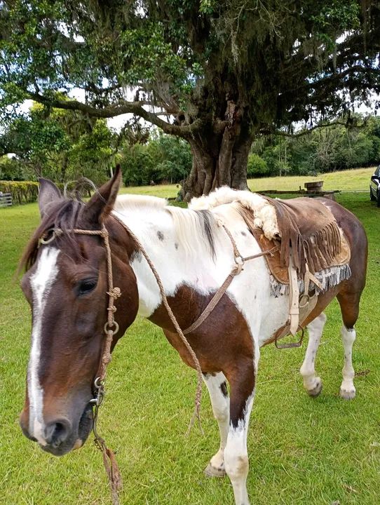 Égua tubiana  - Foto 2