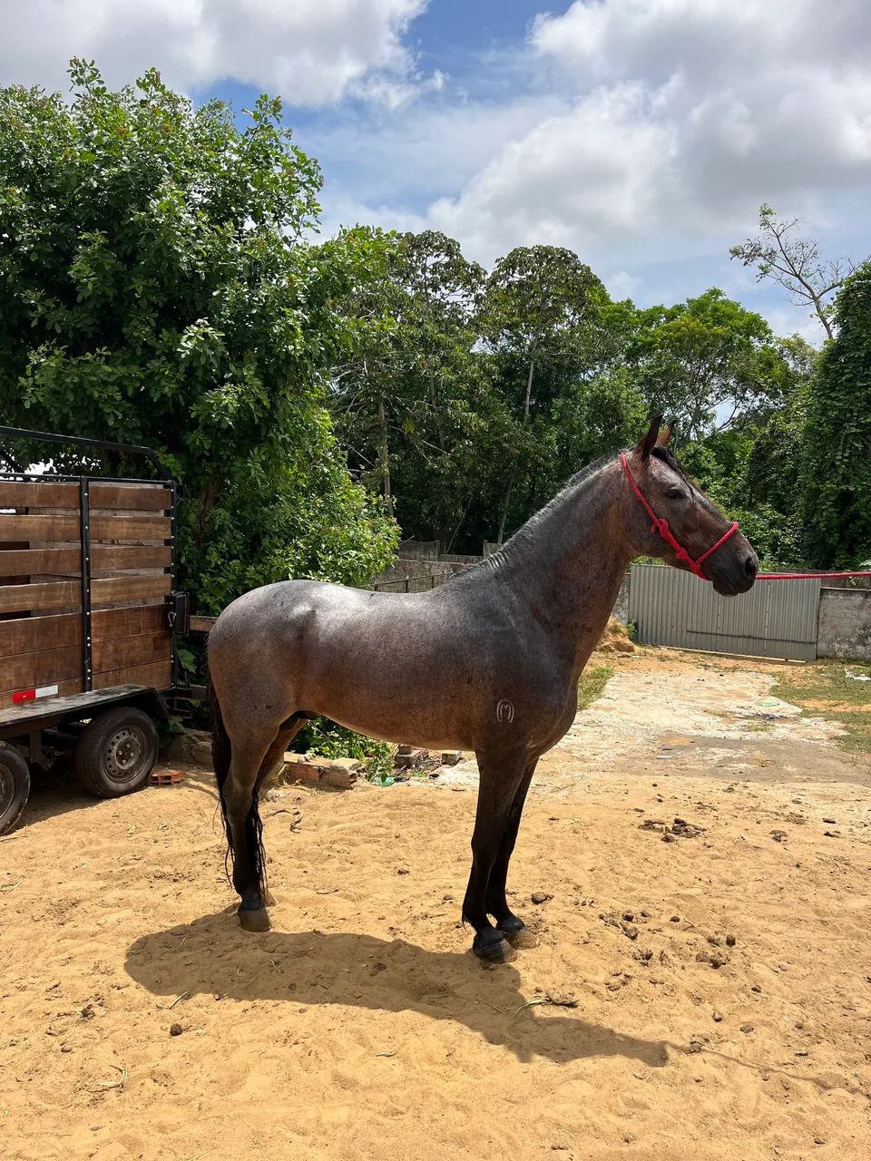 Cavalo mangalarga marchador com registro no mangalarga marchador. - Foto 3