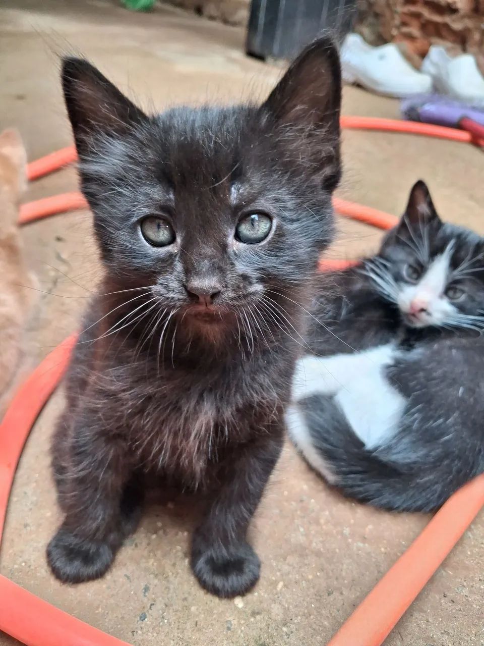 doação de gatos ? - Foto 6