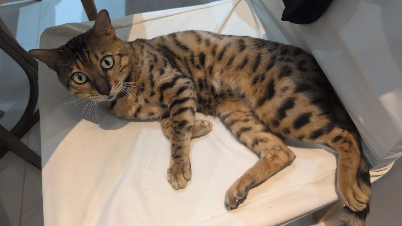 Gato Bengal. * Zap - Foto 3