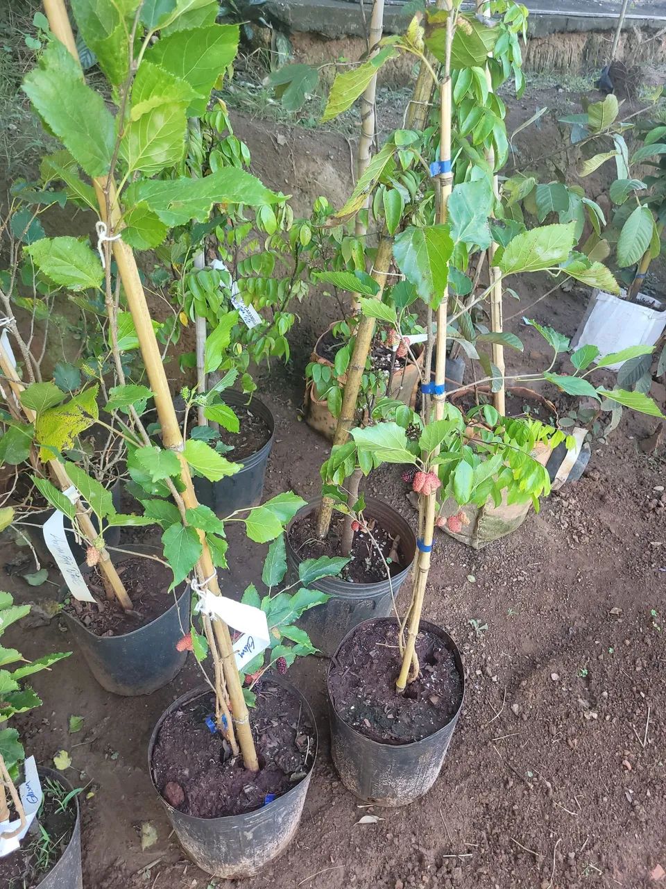 Muda de planta frutífera - Foto 3