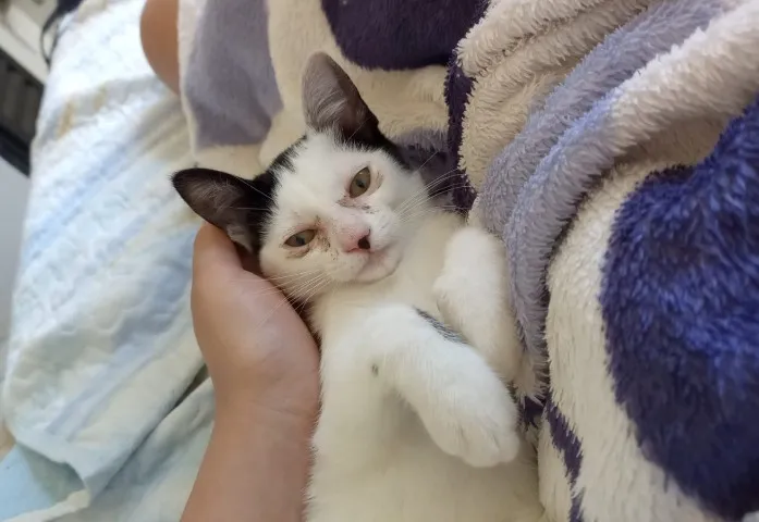 Gatinha linda para adoção responsável 