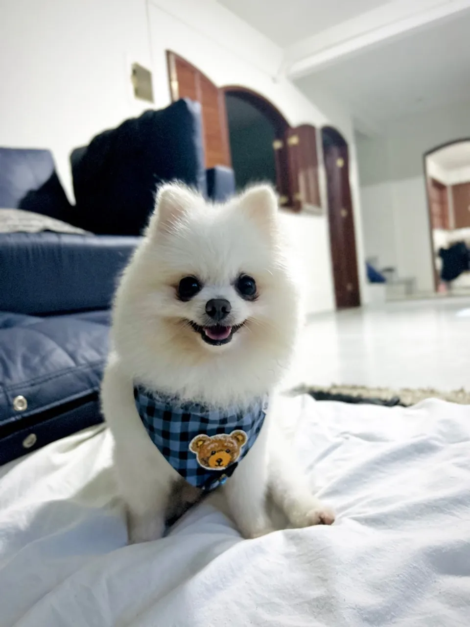 Spitz Alemão procura namorada