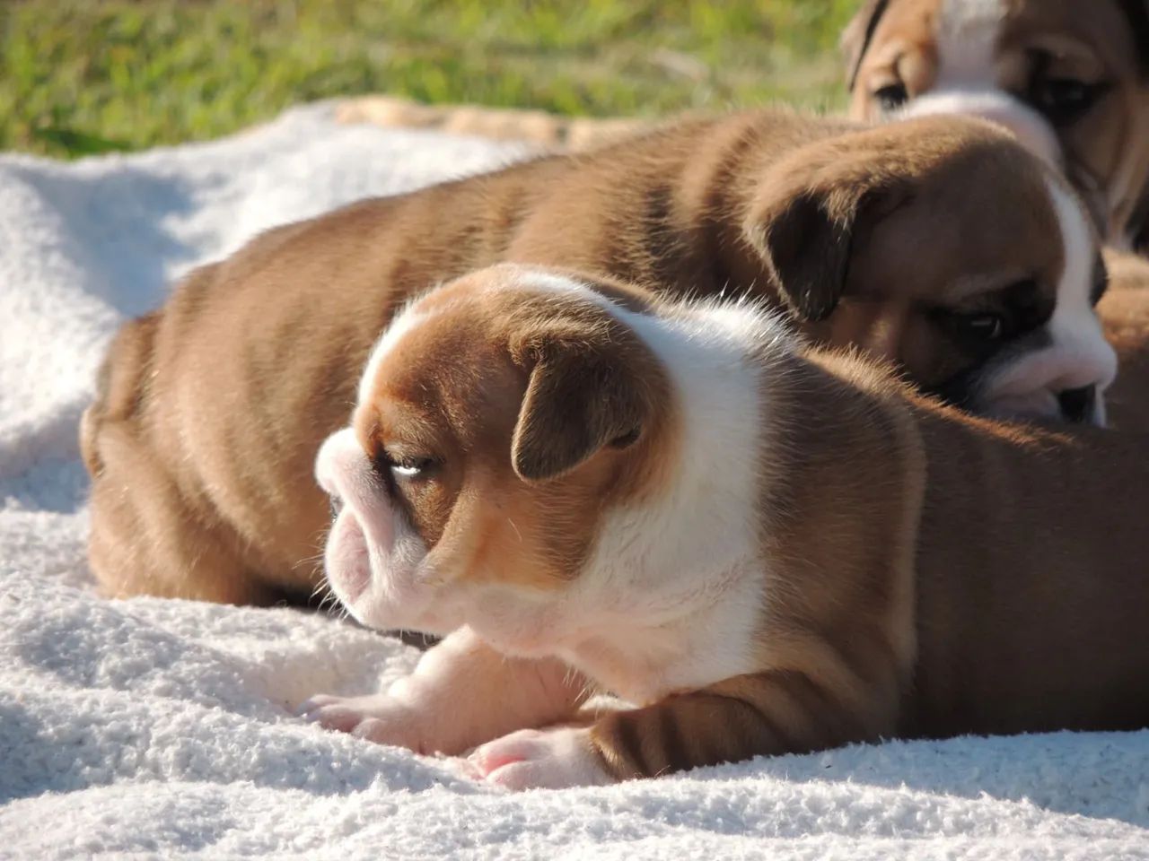 Bulldog Inglês - PERFEIÇÃO!  - Foto 4