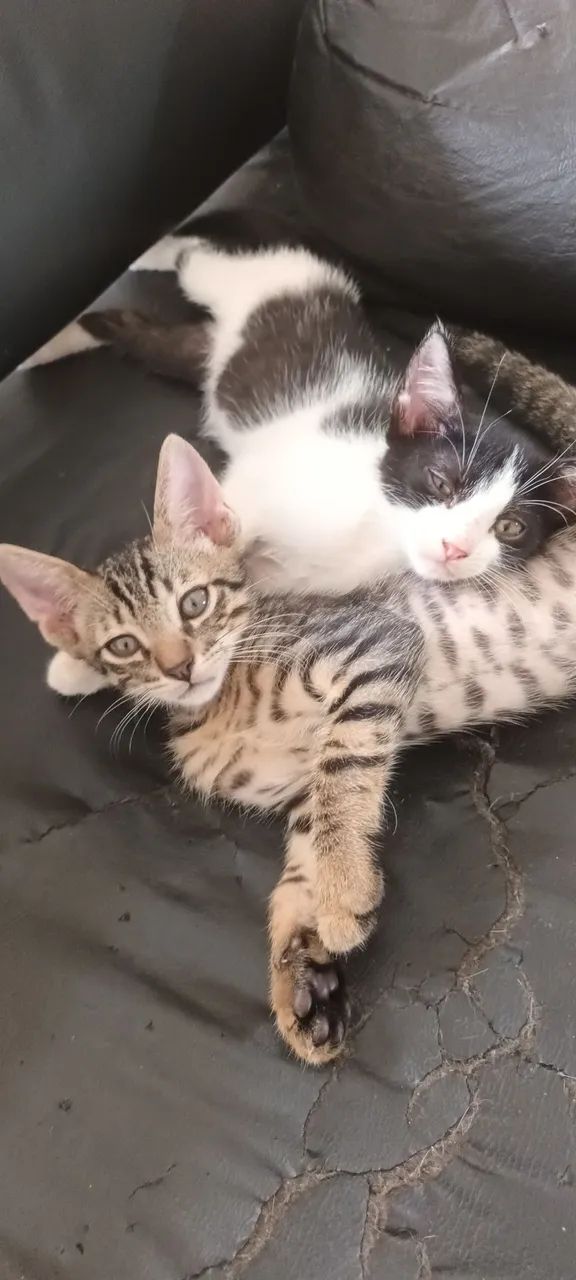 Adoção responsável  - Foto 2