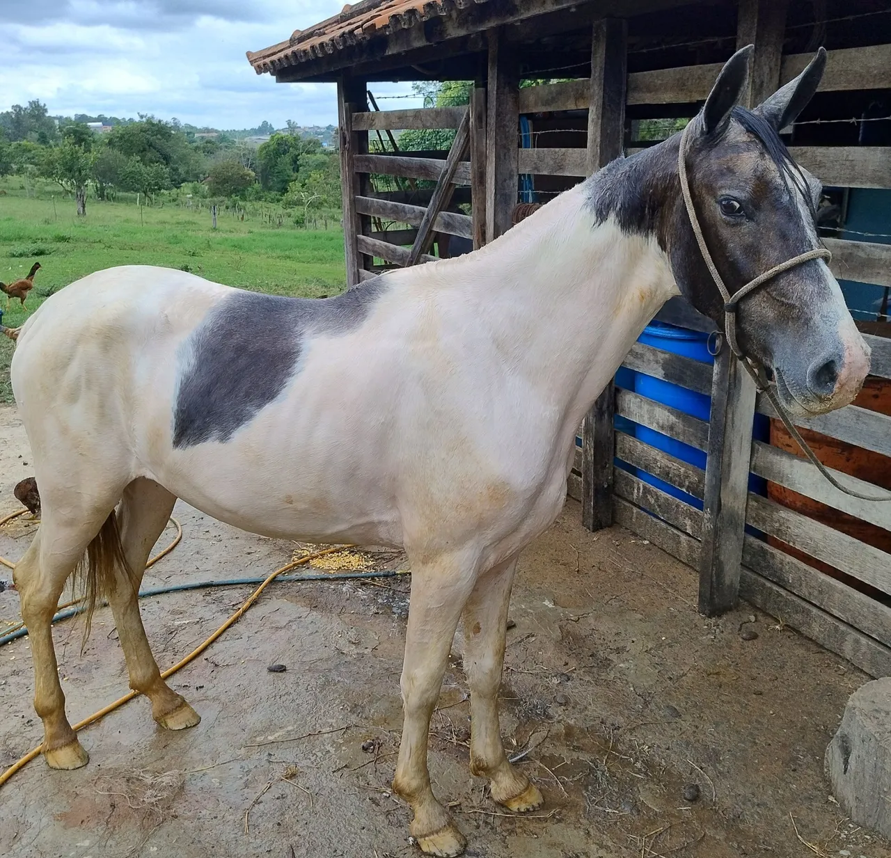 Cavalo Mangalarga Marchador
