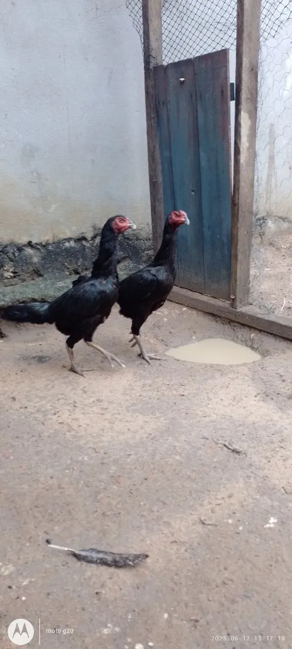 Galinha carioca 