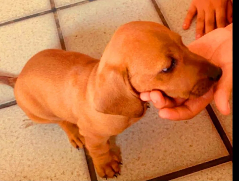 Filhotes de dachshound salsichinhas disponíveis