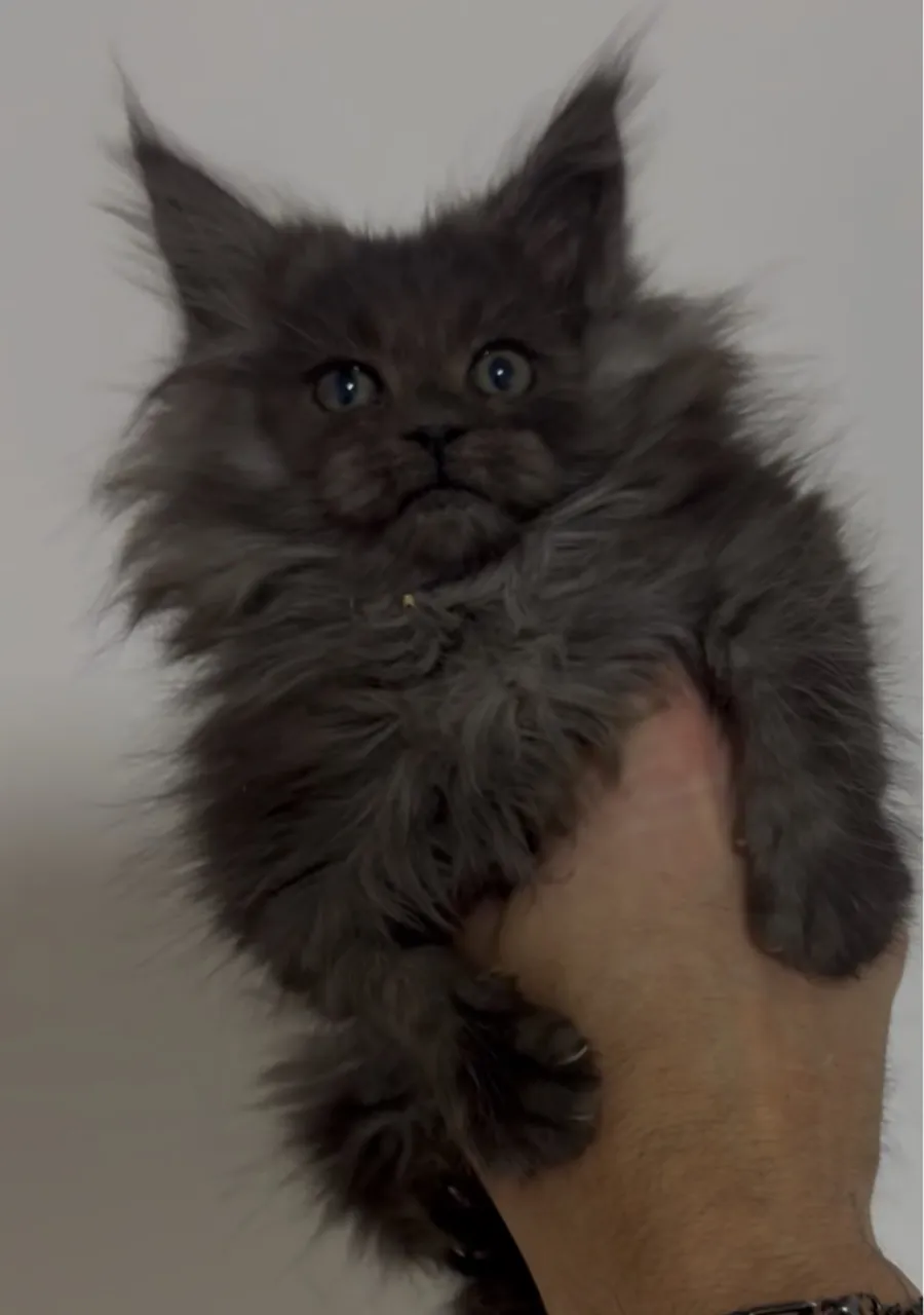 Filhotes de Maine Coon 