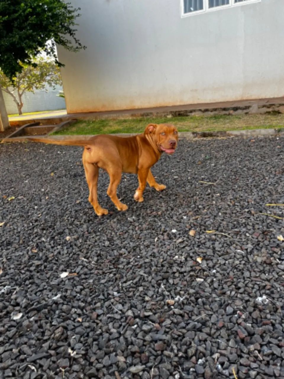 Filhotes de PitMonster com pedigree - Foto 5