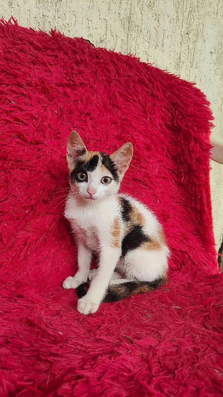 Doação de gatos - Foto 2