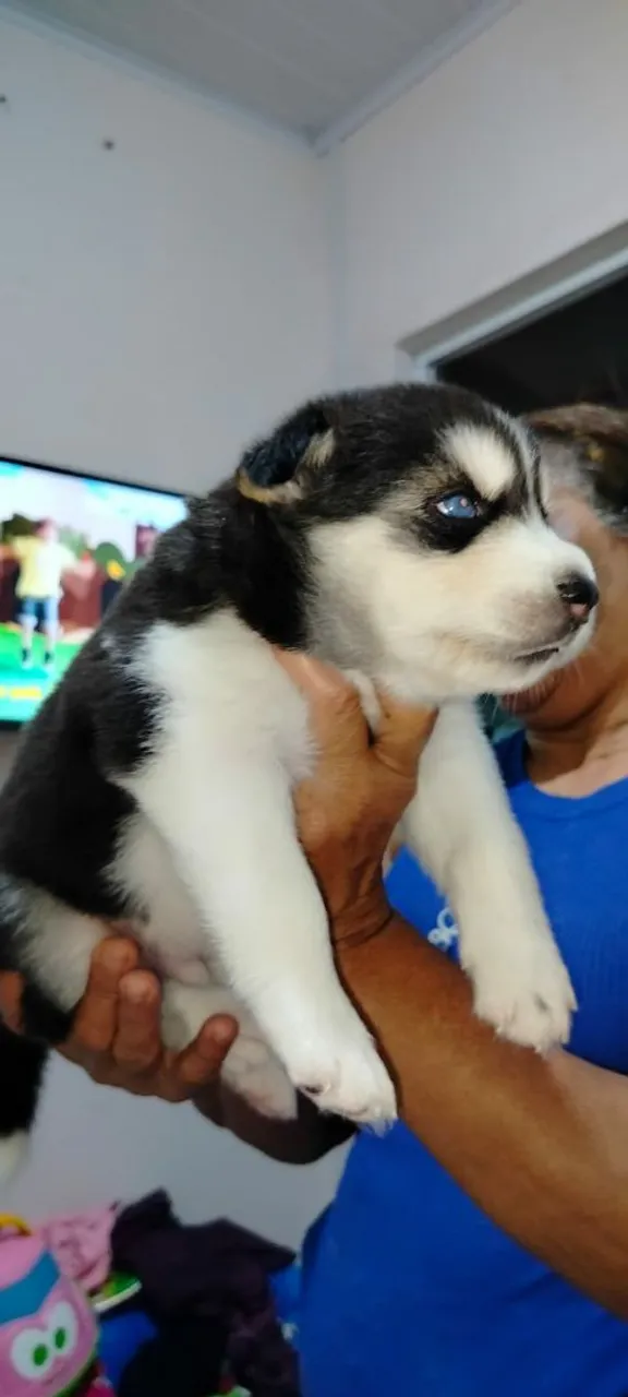 Filhote de Husky Siberiano para adoção