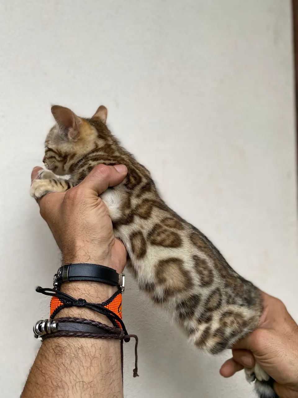 Gato Bengal com rosetas 424794494694205443