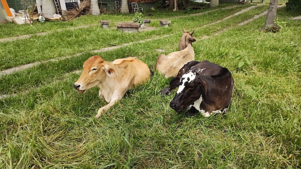 Vaca Novilha Bezerra  - Foto 6