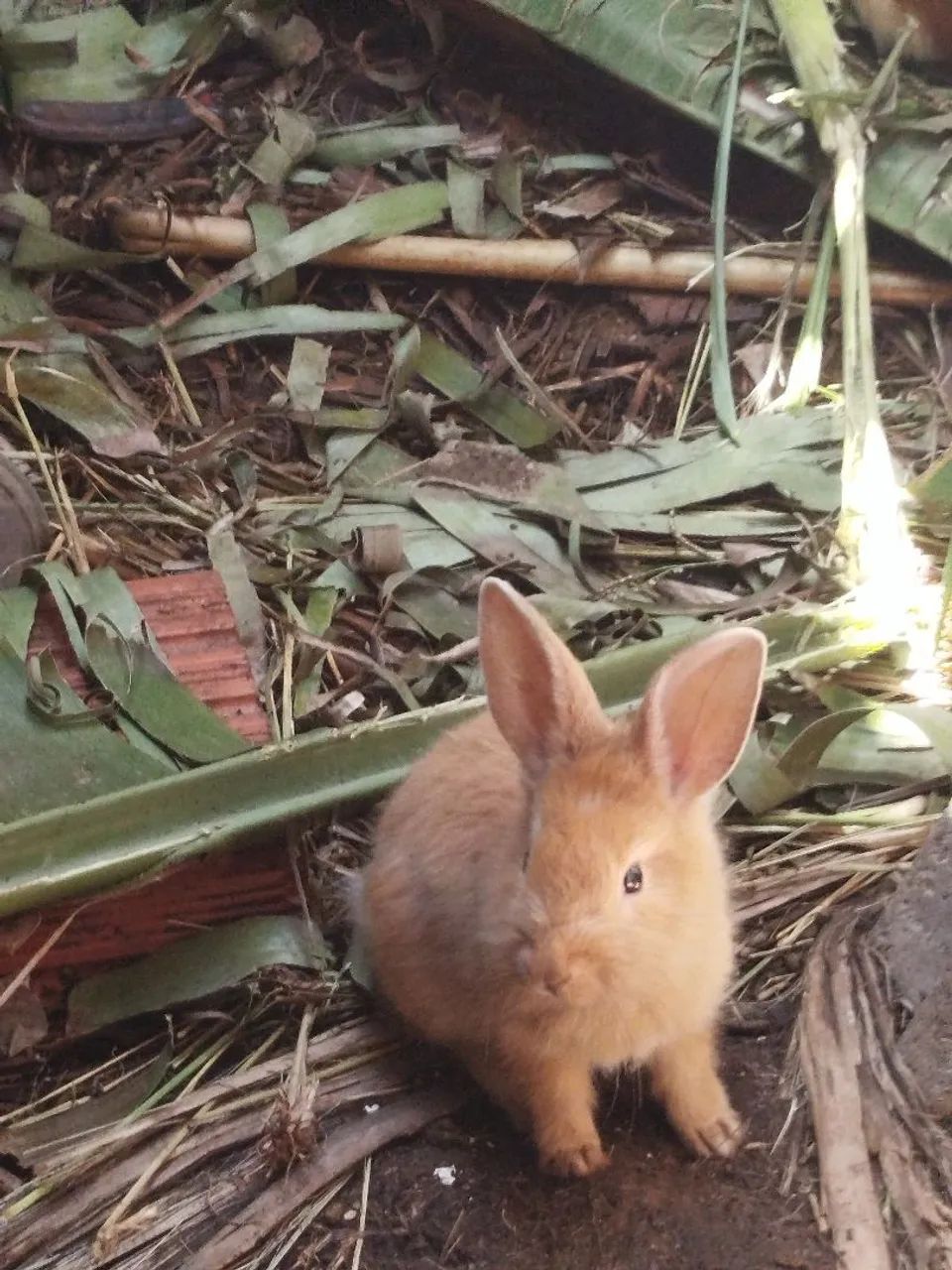 Coelhinho e porquinhos da índia 