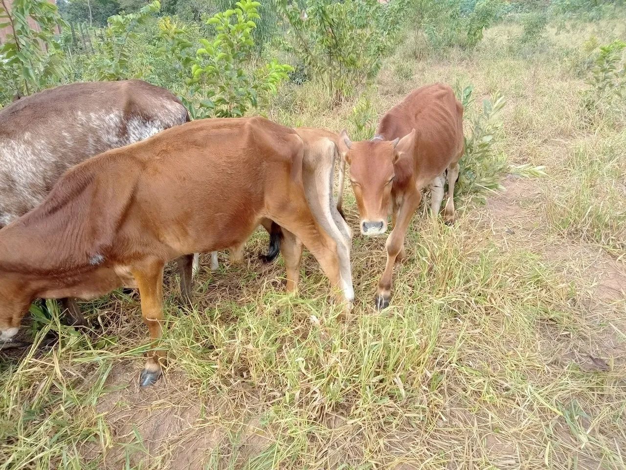 Três bezerros para venda - Foto 4