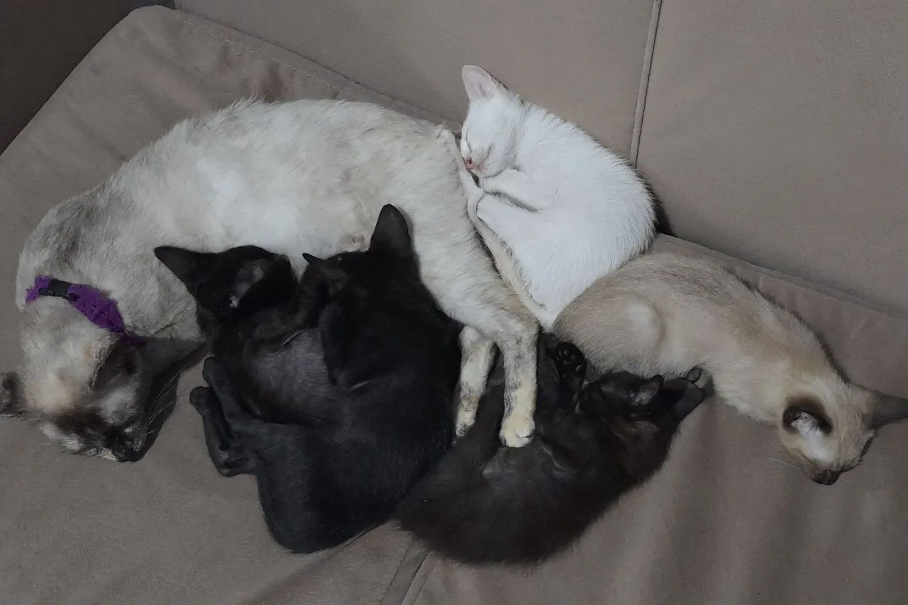 doação filhotes  - Foto 2