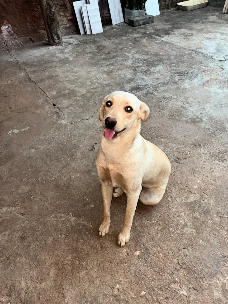 Doação Labrador  - Foto 3