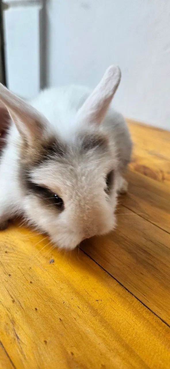 Mini coelho lyon  - Foto 3