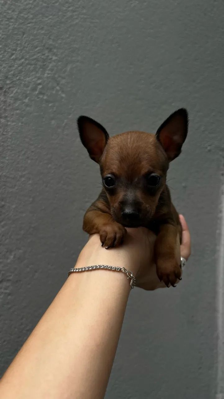 Pinscher  - Foto 4