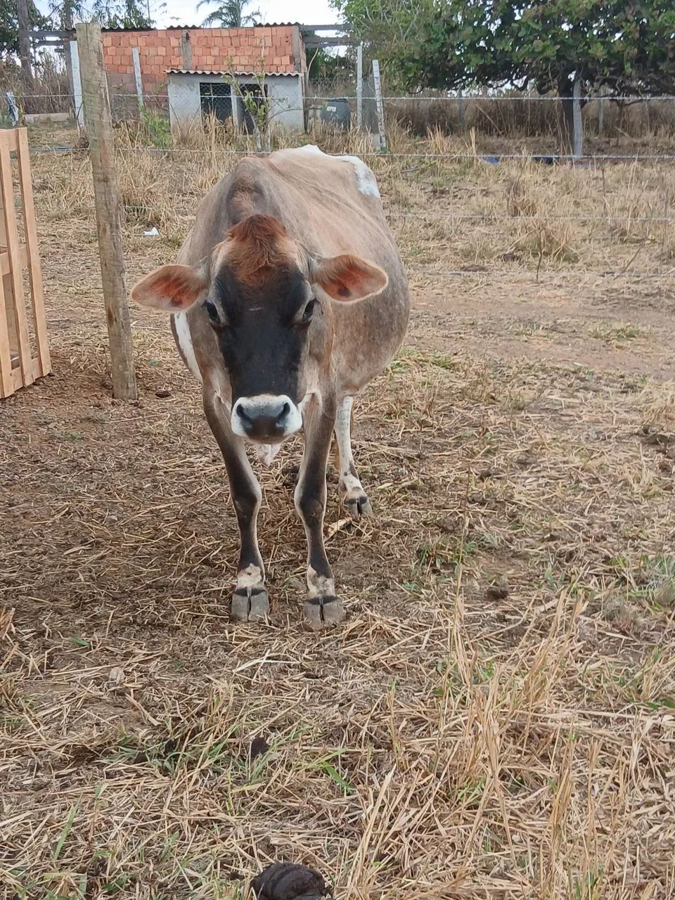 Vaca Jersey  - Foto 2