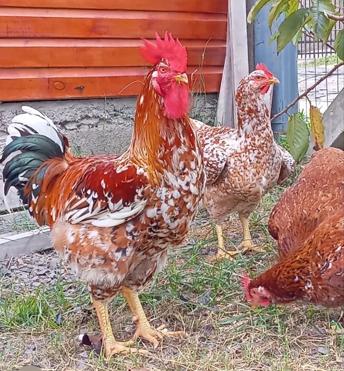 Pintos gsb e Brhama  - Foto 4