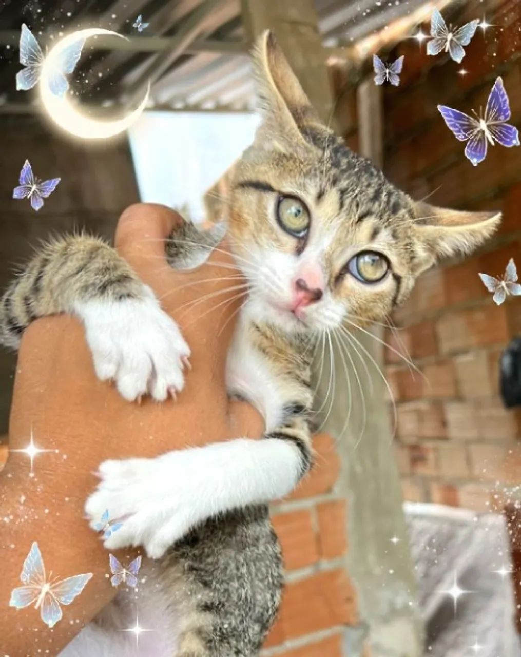  Doação Gatinhos Maine coon - Foto 5