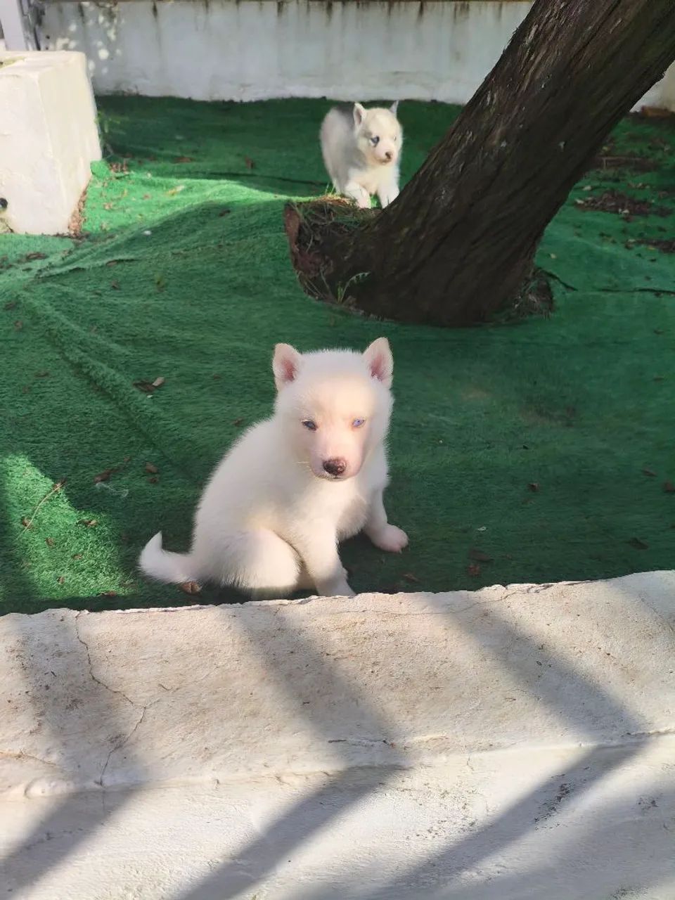 Filhote de husky macho 