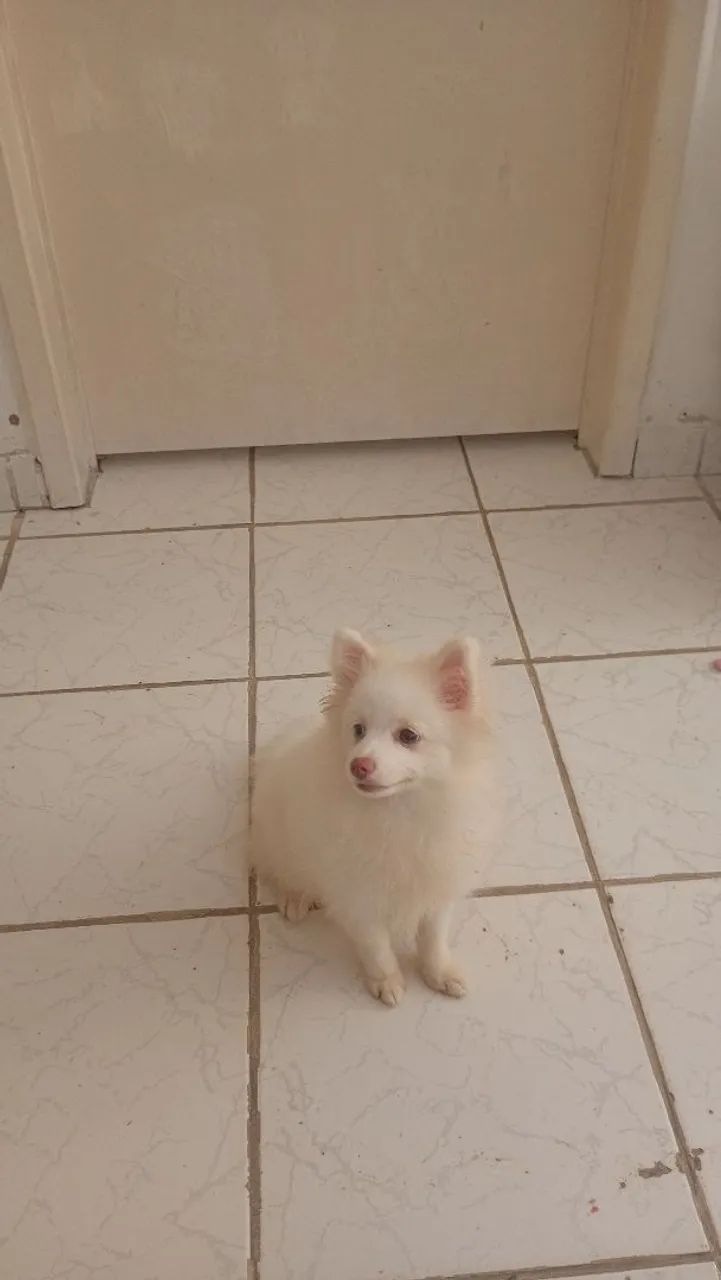 Spitz - Foto 2
