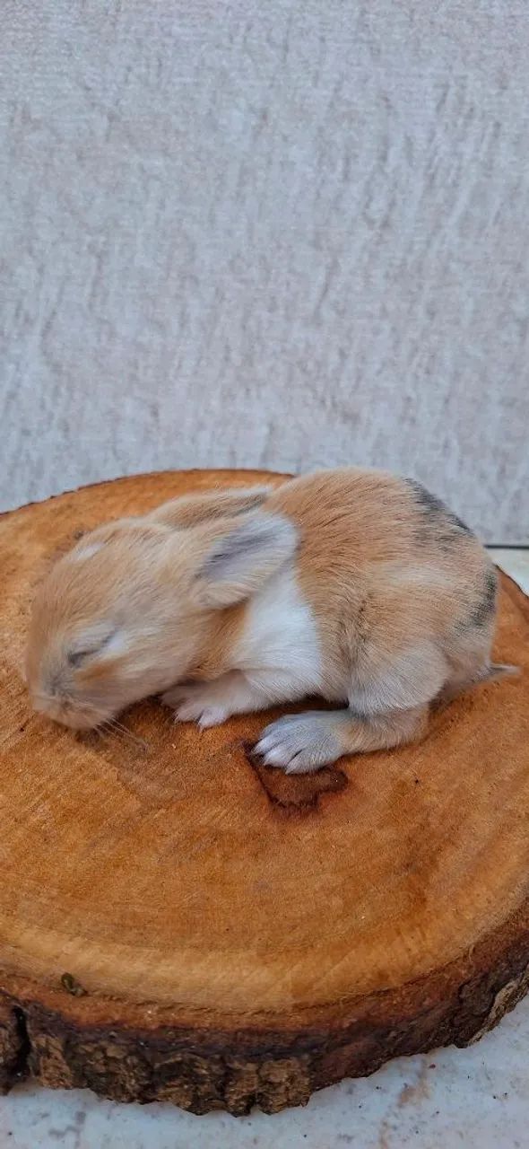 Coelhos minilop - Foto 4