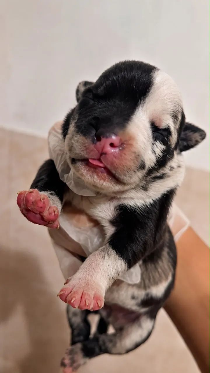 Américan bully - Foto 3
