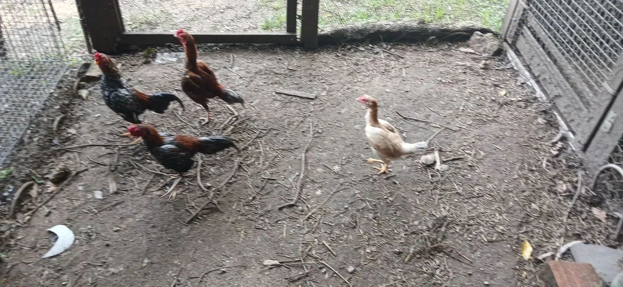 Galinha mini índio  - Foto 5