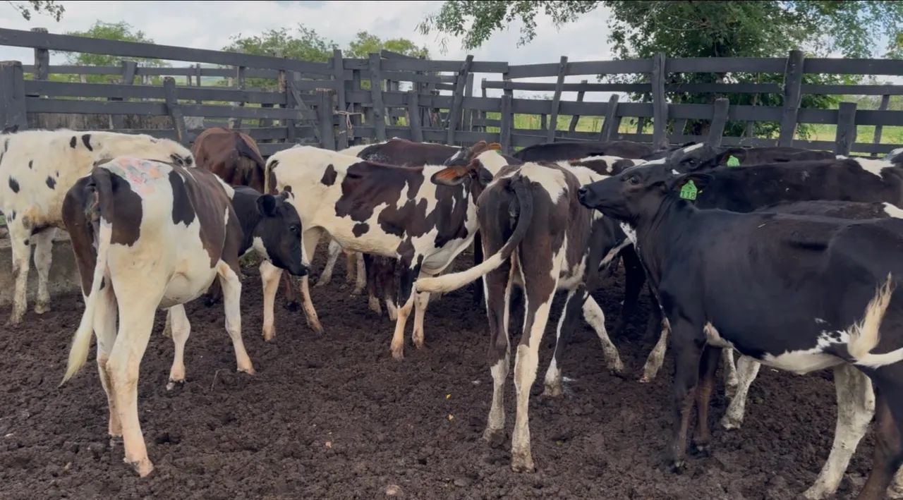 Bezerras de Inseminação  - Foto 2