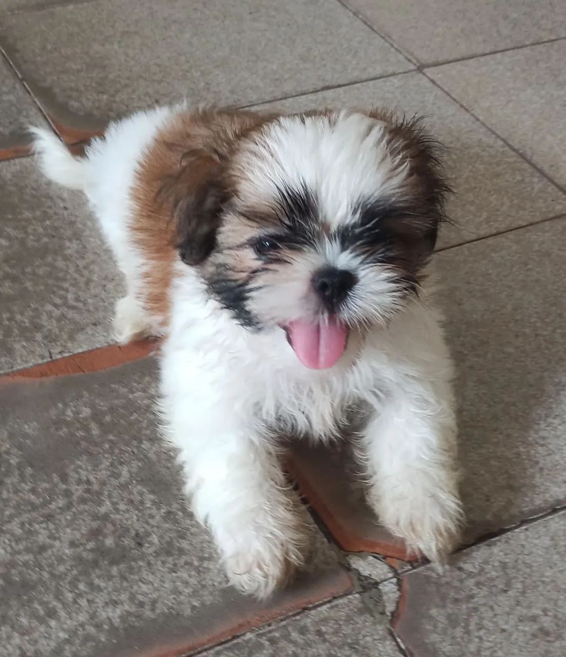 Vendo Shihtzu 