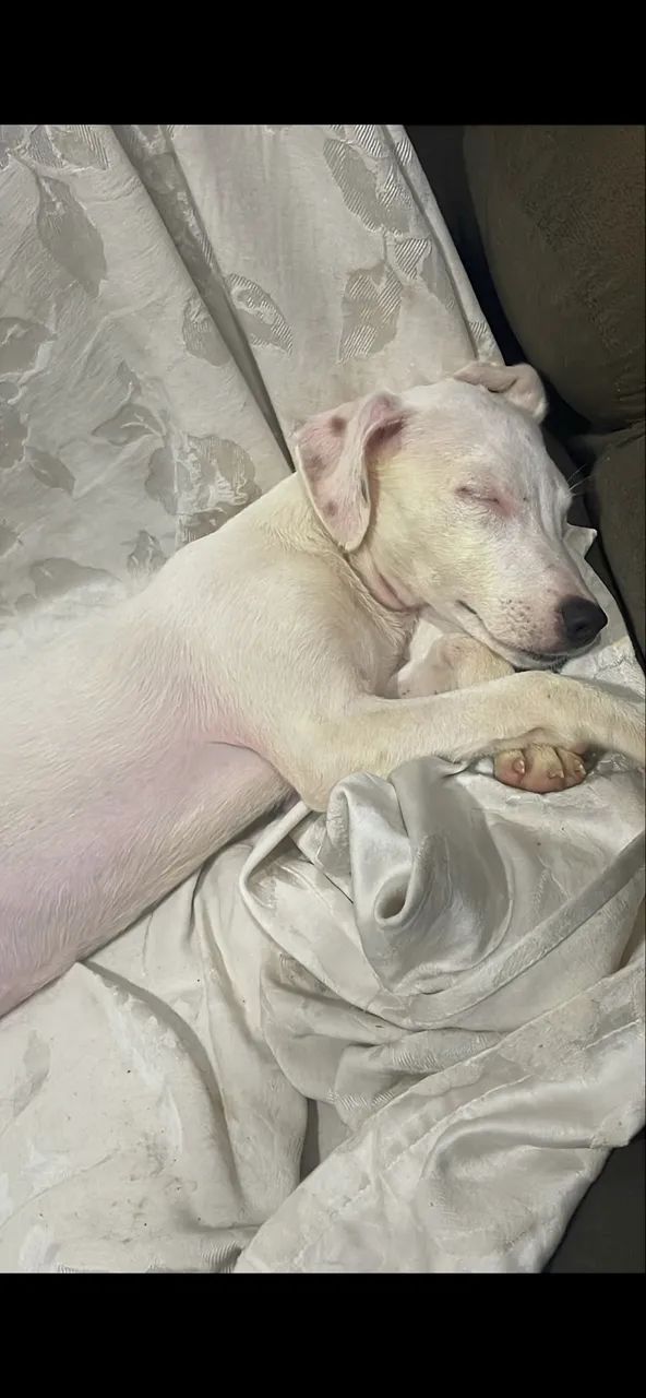 Doa-se cachorrinha  - Foto 2