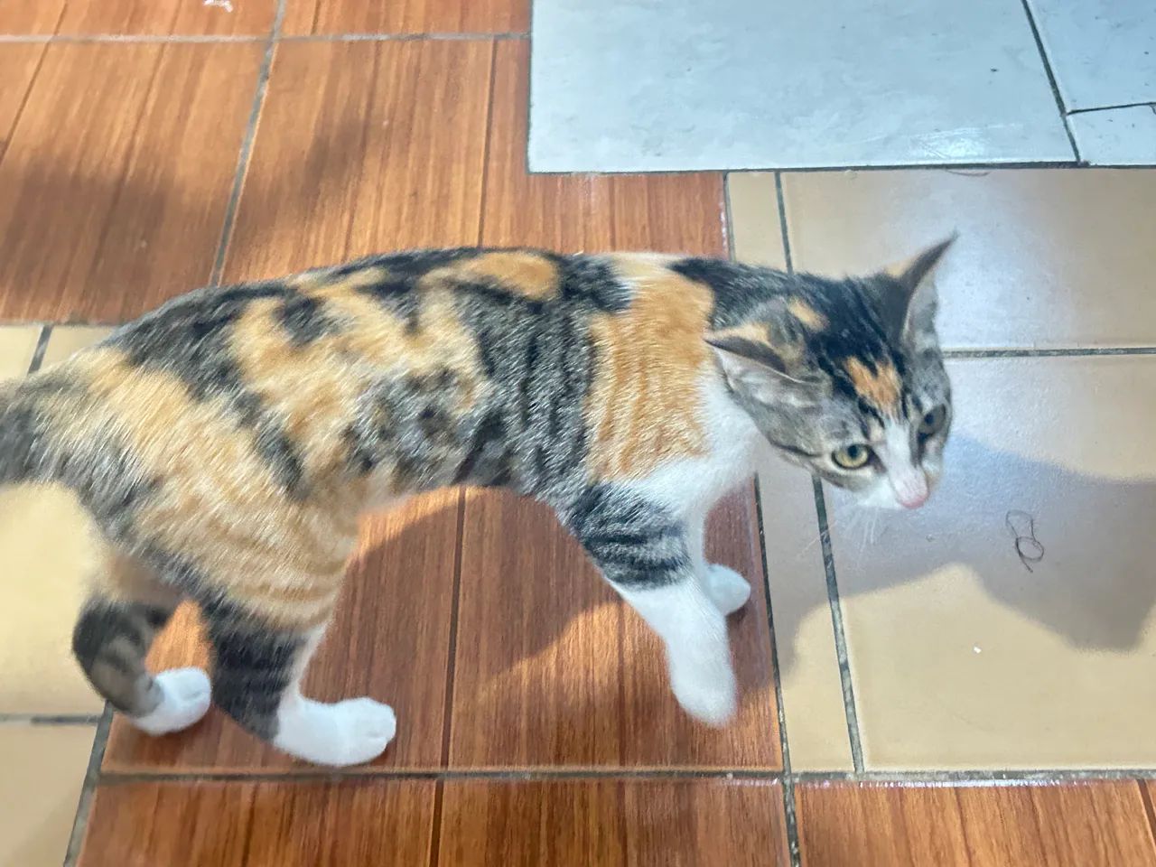 Gatinha para doação  - Foto 5