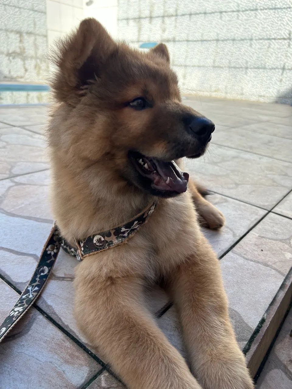 Cachorro Chowsky - Foto 2