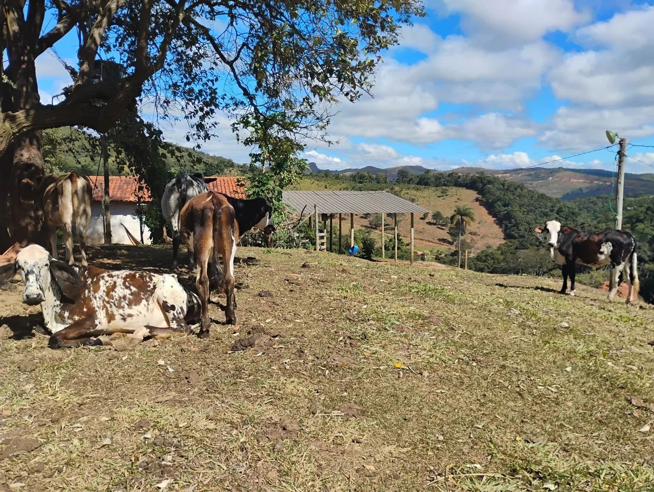 Terreno 20.000 m em Caeté. - Foto 2