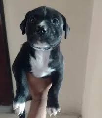 labrador x boxer  - Foto 4