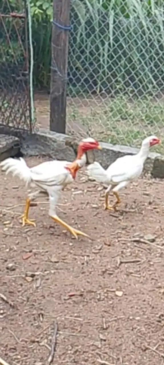 Aves. - Foto 4