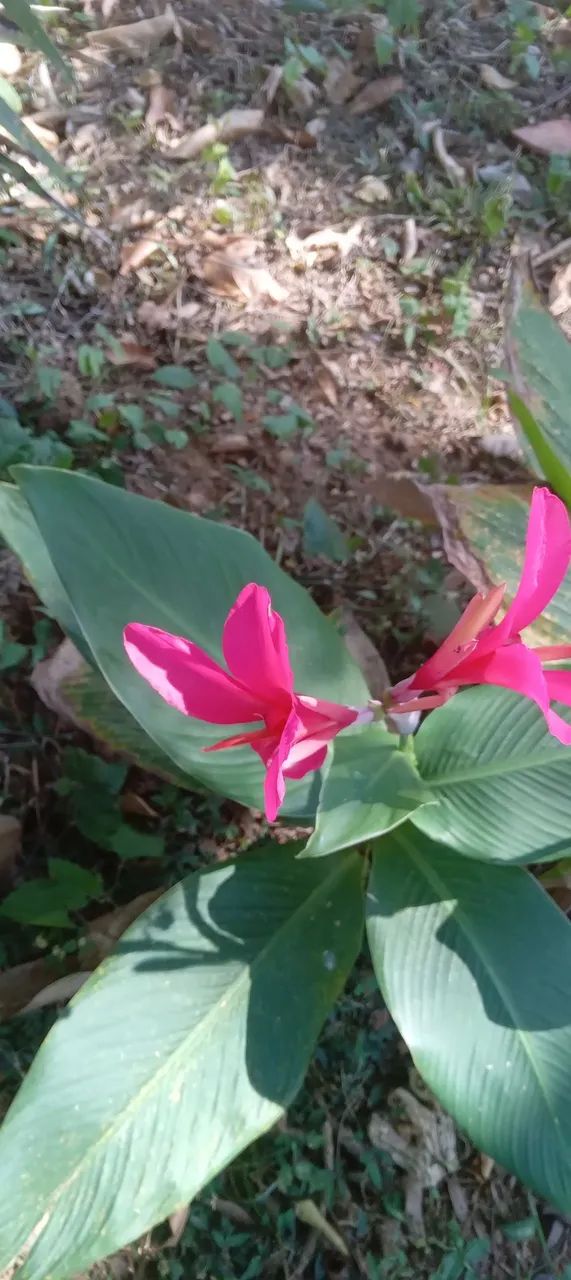 1 muda de cana índica cor de rosa - Rizoma - Foto 2