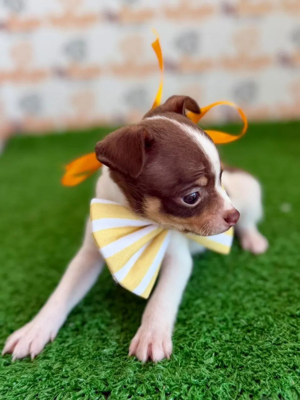 Pinscher Macho  - Foto 2