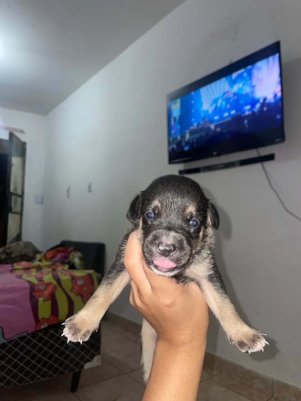 Cachorros - Foto 4