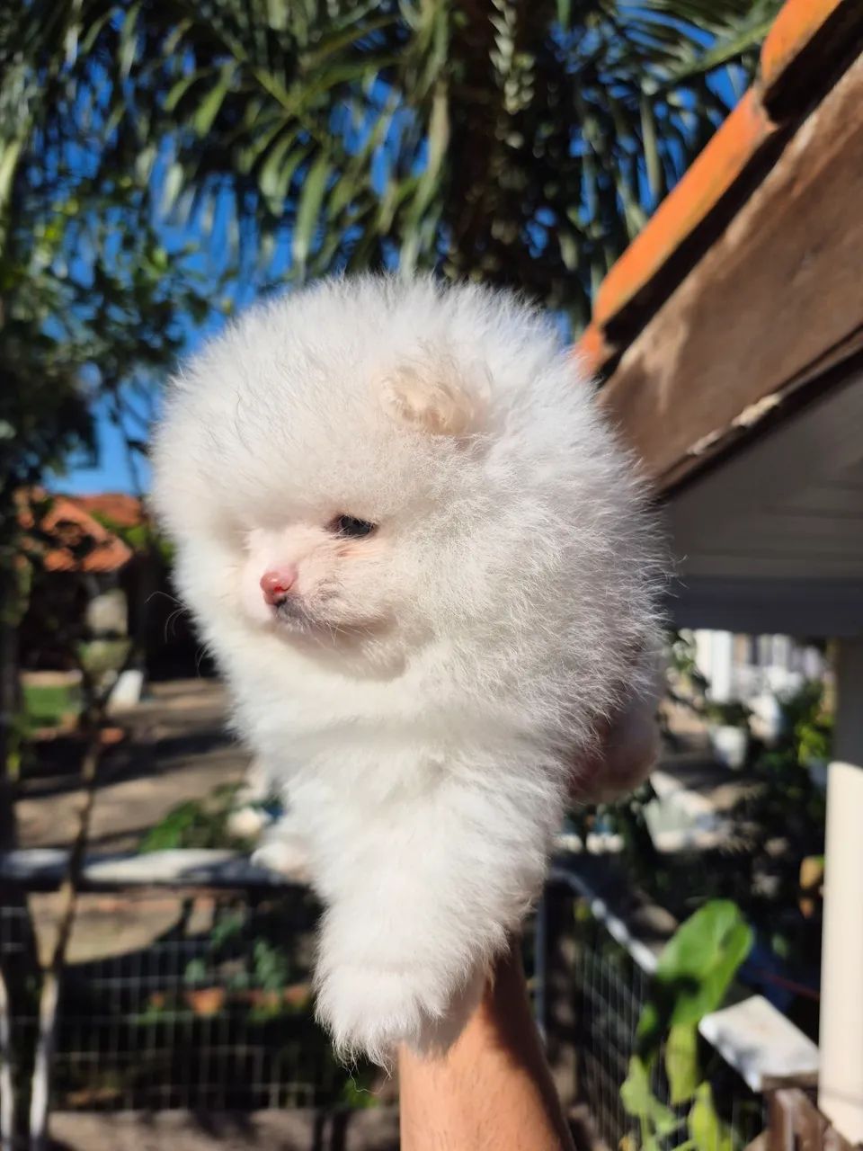Spitz alemão  - Foto 3